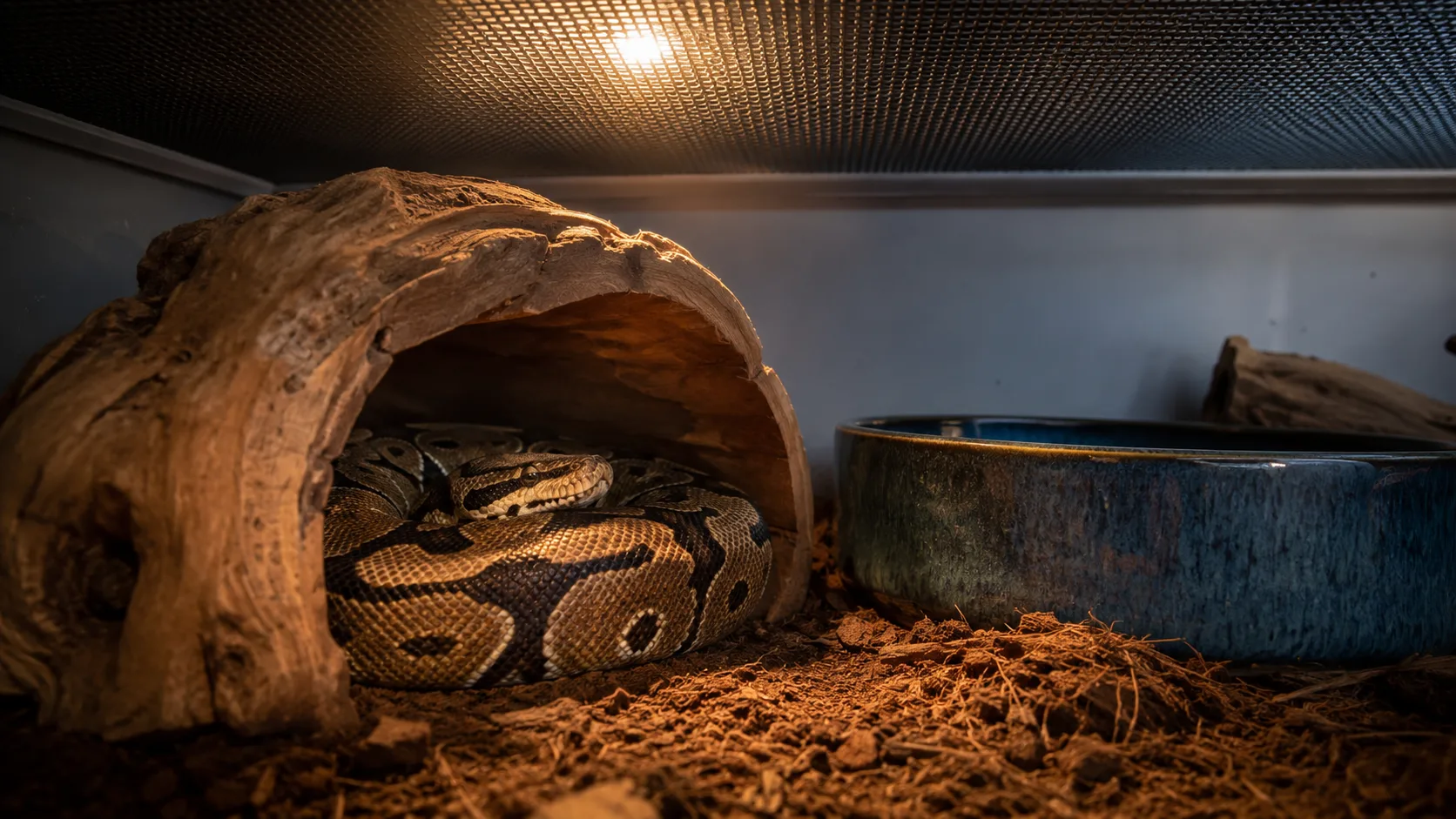 An adult ball python coiled inside a wood hide in a well-furnished PVC enclosure with a water bowl and cypress mulch substrate.