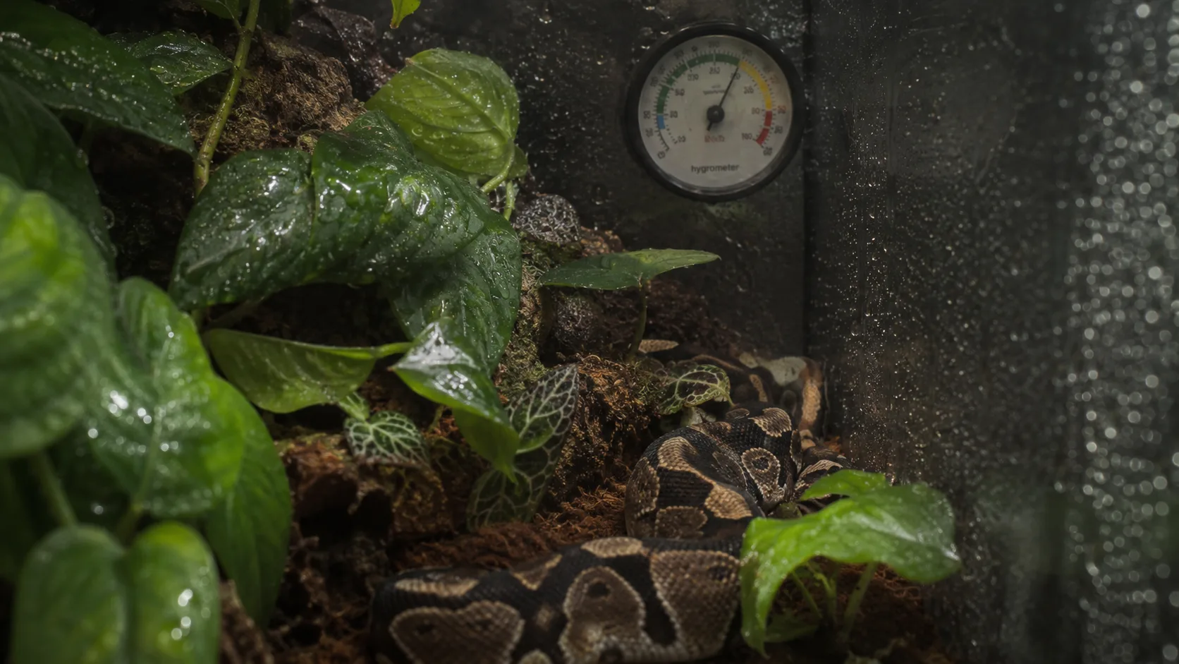 A freshly misted ball python enclosure with fine droplets on the foliage and a hygrometer visible on the glass.