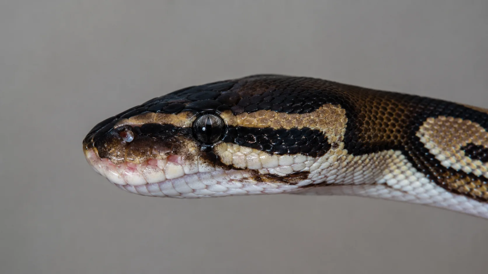 A close-up of a ball python's head showing slight bubbling at the nostrils, a sign that warrants veterinary evaluation.
