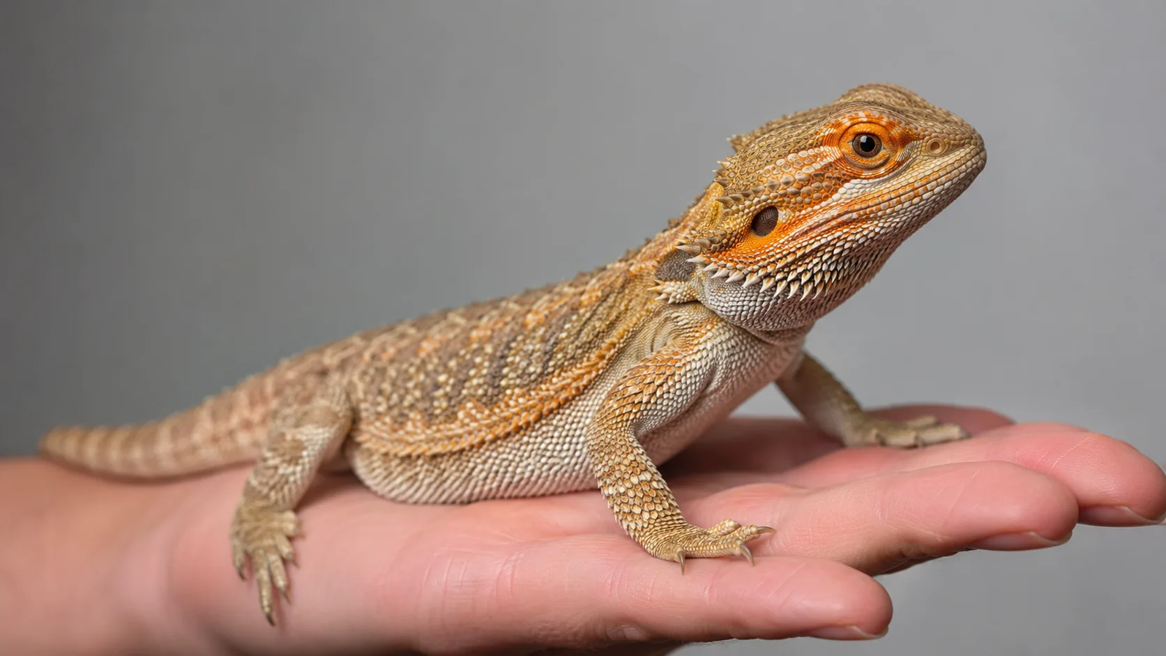 A bearded dragon photographed in profile, gentle keeper hand support visible, illustrating posture and limb position rather than visible distress.