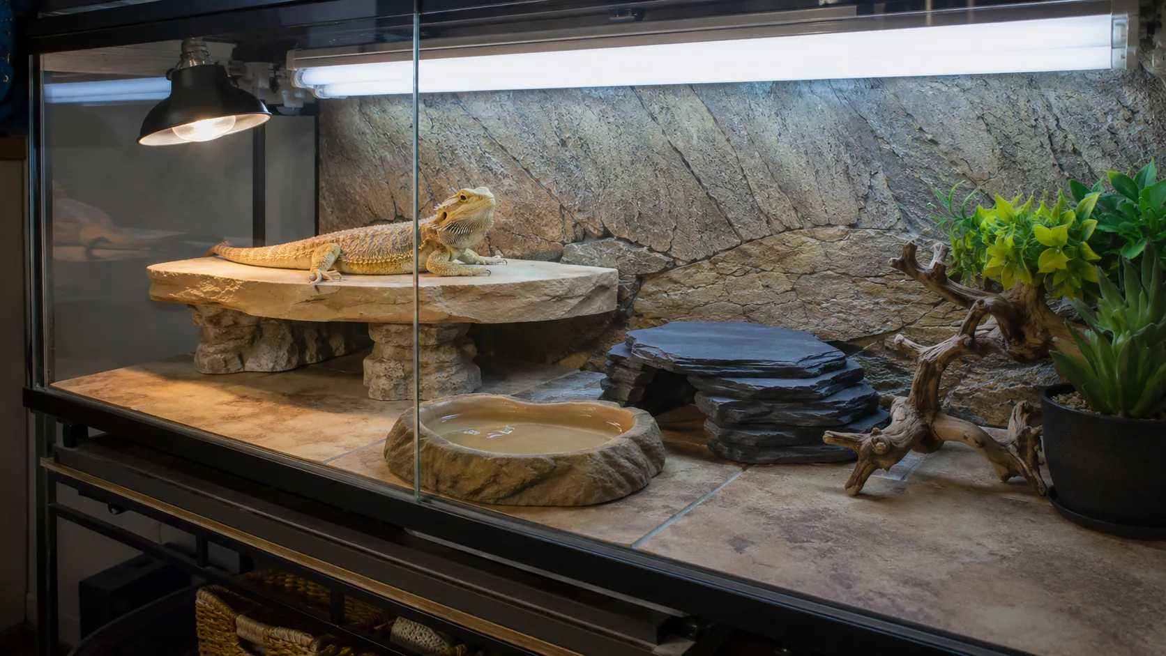 A well-furnished 4×2×2 ft bearded dragon enclosure with a T5 UVB tube, basking ledge and tile substrate.
