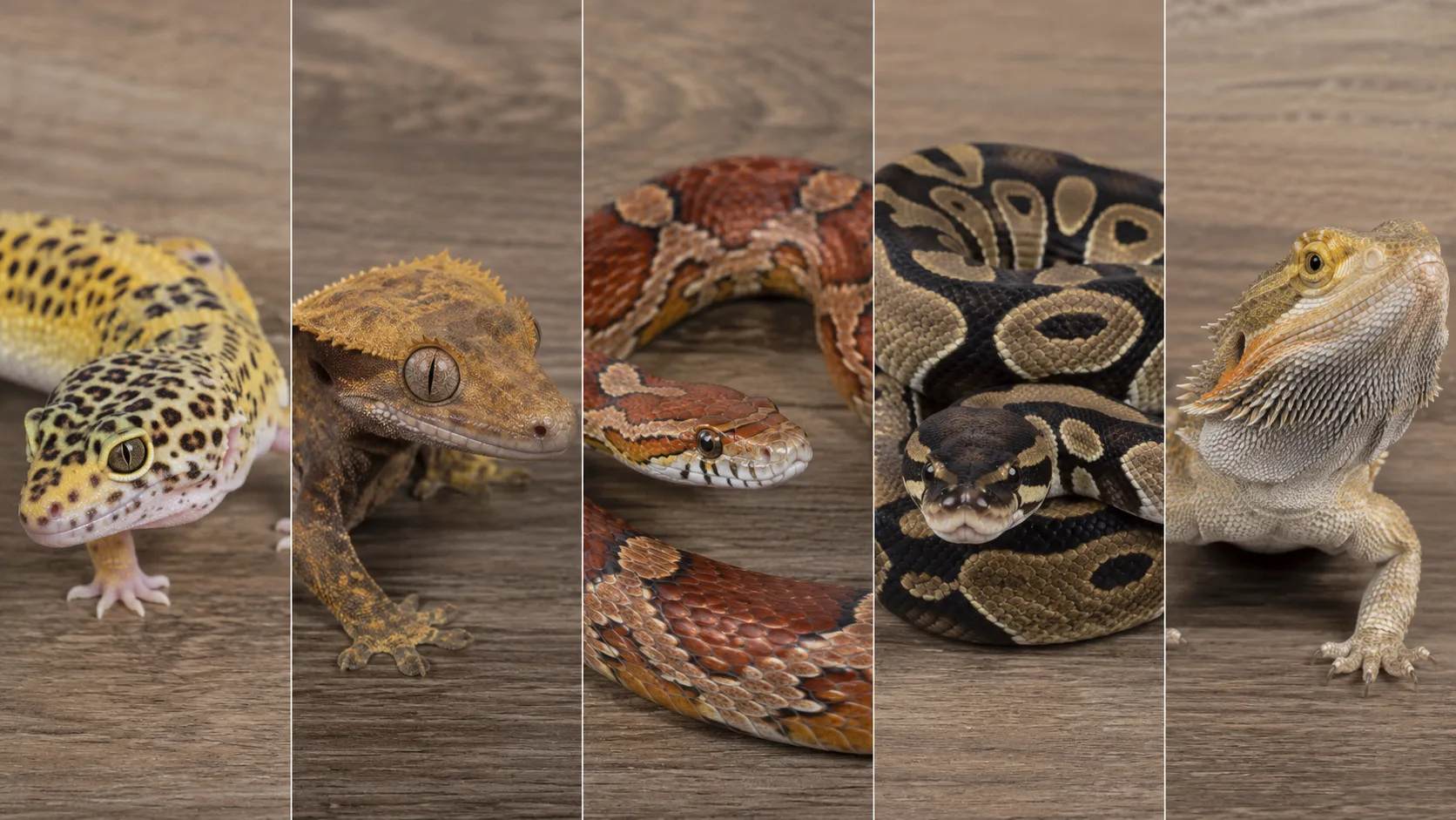 Five small portrait illustrations side by side of the five recommended beginner reptiles — leopard gecko, crested gecko, corn snake, ball python, bearded dragon — each in a respectful naturalistic posture.
