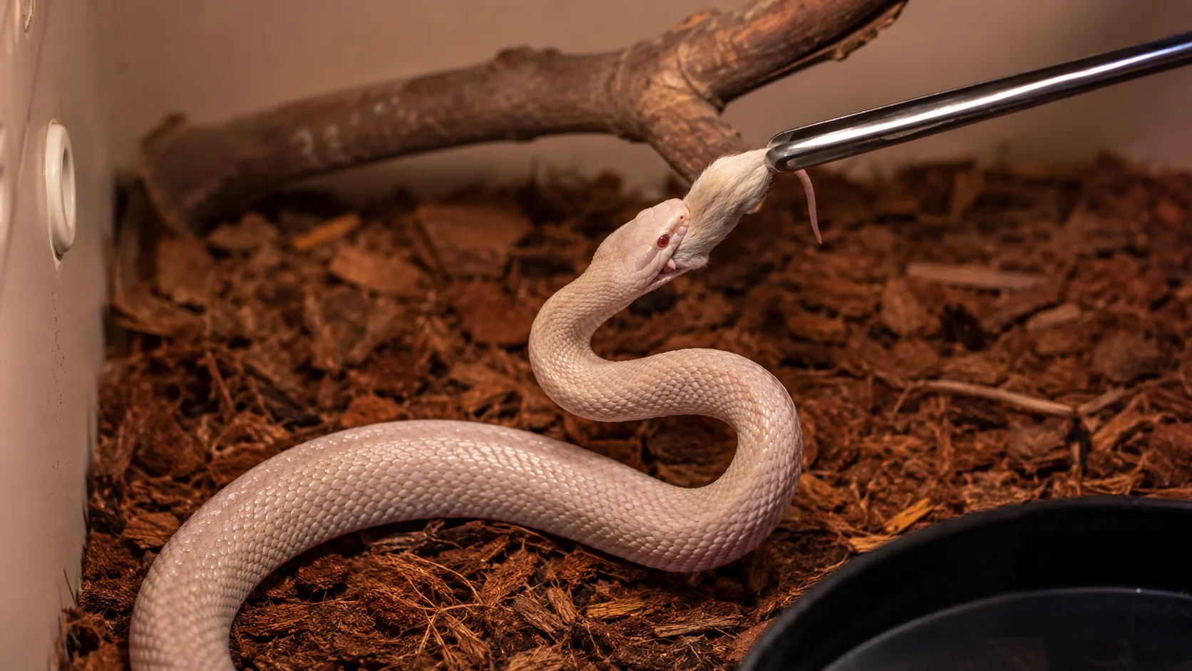 An adult corn snake being offered a thawed adult mouse from long stainless feeding tongs above a cypress mulch substrate.