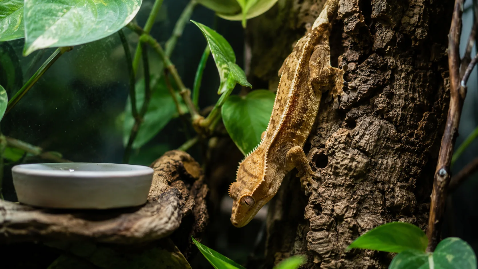 An adult crested gecko perched head-down on a vertical cork bark slab inside a bioactive vertical terrarium with live pothos and a feeding ledge.