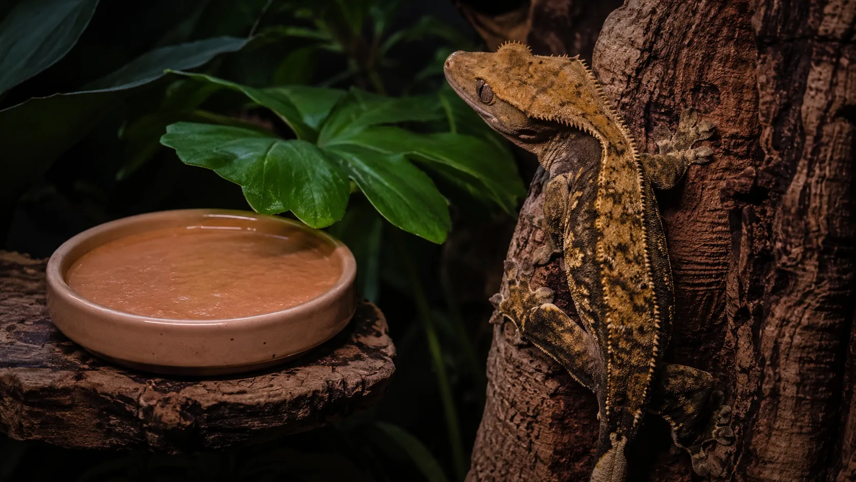 An adult crested gecko perched on a branch beside an untouched dish of CGD, illustrating a typical food-refusal scene.