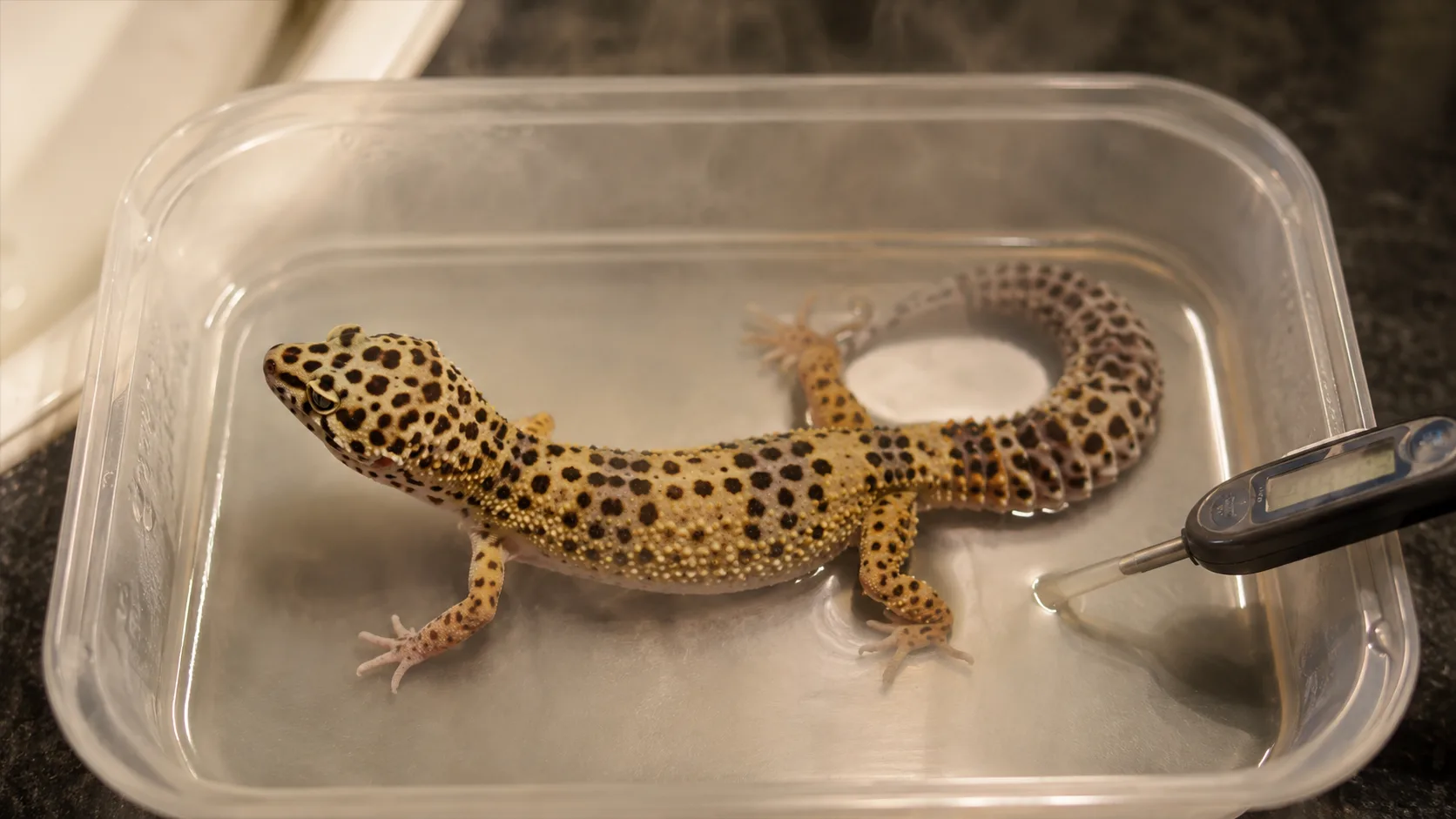 A leopard gecko in a shallow warm-water bath inside a clear plastic container with a thermometer probe nearby, soft bathroom lighting.