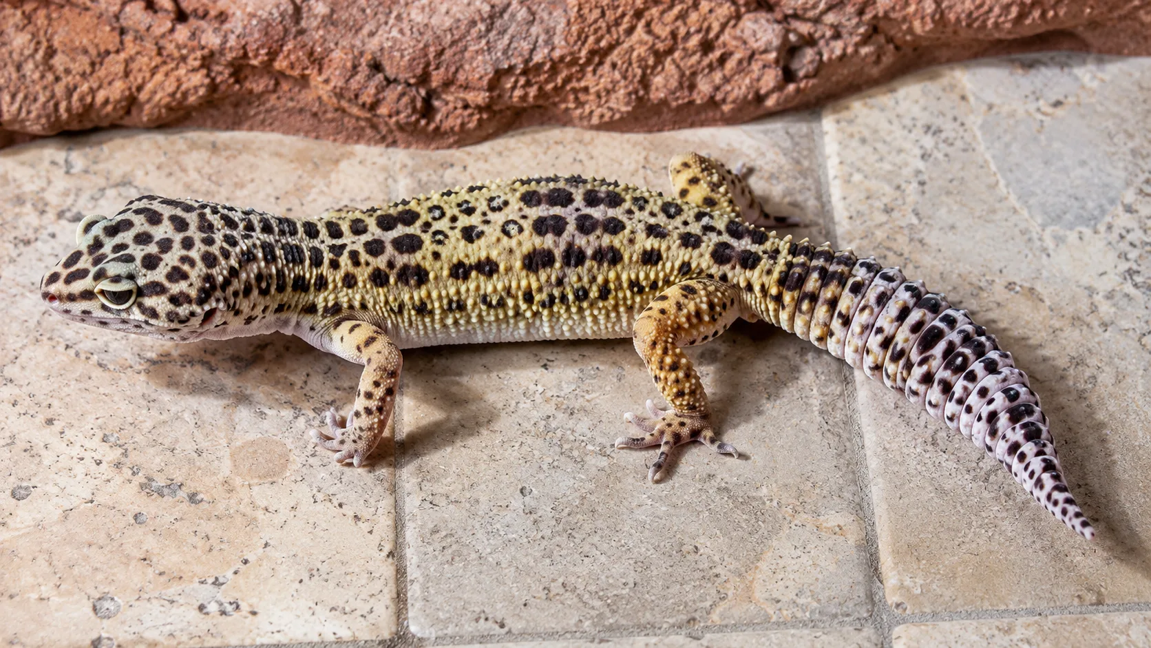 An overhead profile of a healthy adult leopard gecko showing a full, well-shaped tail for body-condition reference.
