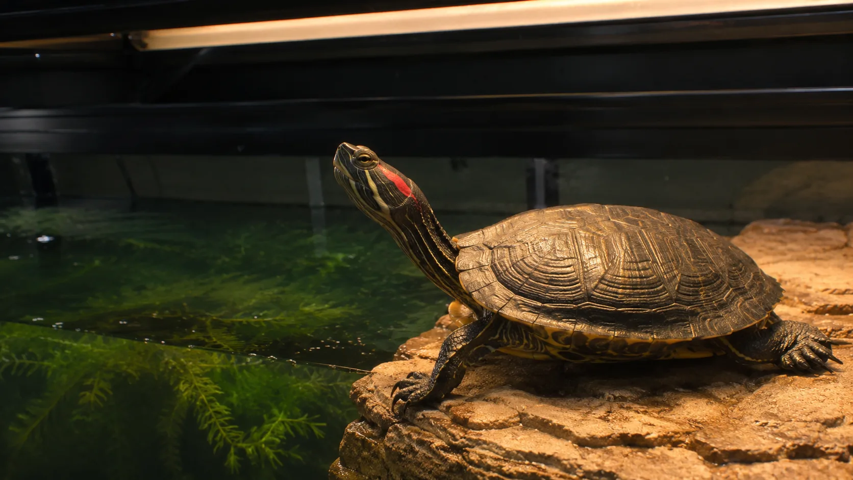 An adult red-eared slider basking on a dry platform under a halogen and UVB lamp, with a large clean water area behind it.
