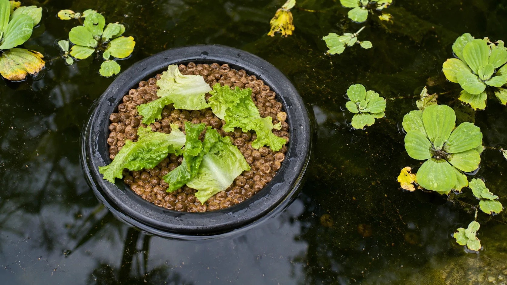 A floating feeding ring on a slider tank with commercial pellets and a few fresh romaine leaves drifting on the water surface.