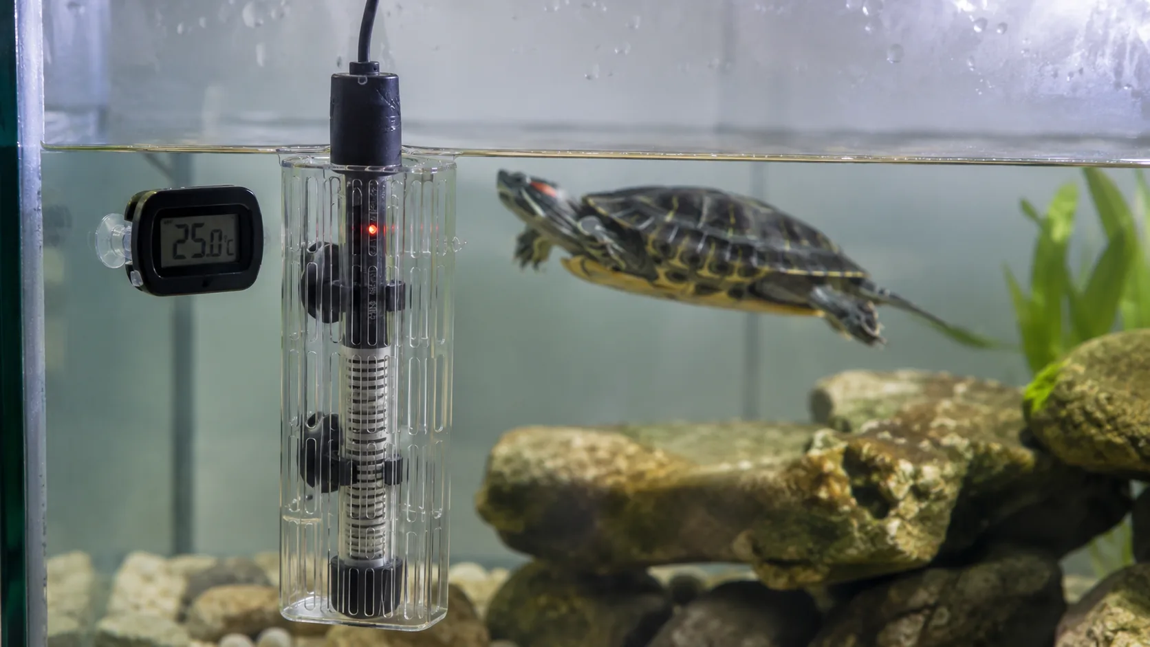 A red-eared slider tank showing a submersible aquarium heater inside a protective polycarbonate guard, mounted on the back wall, with a digital thermometer beside it.