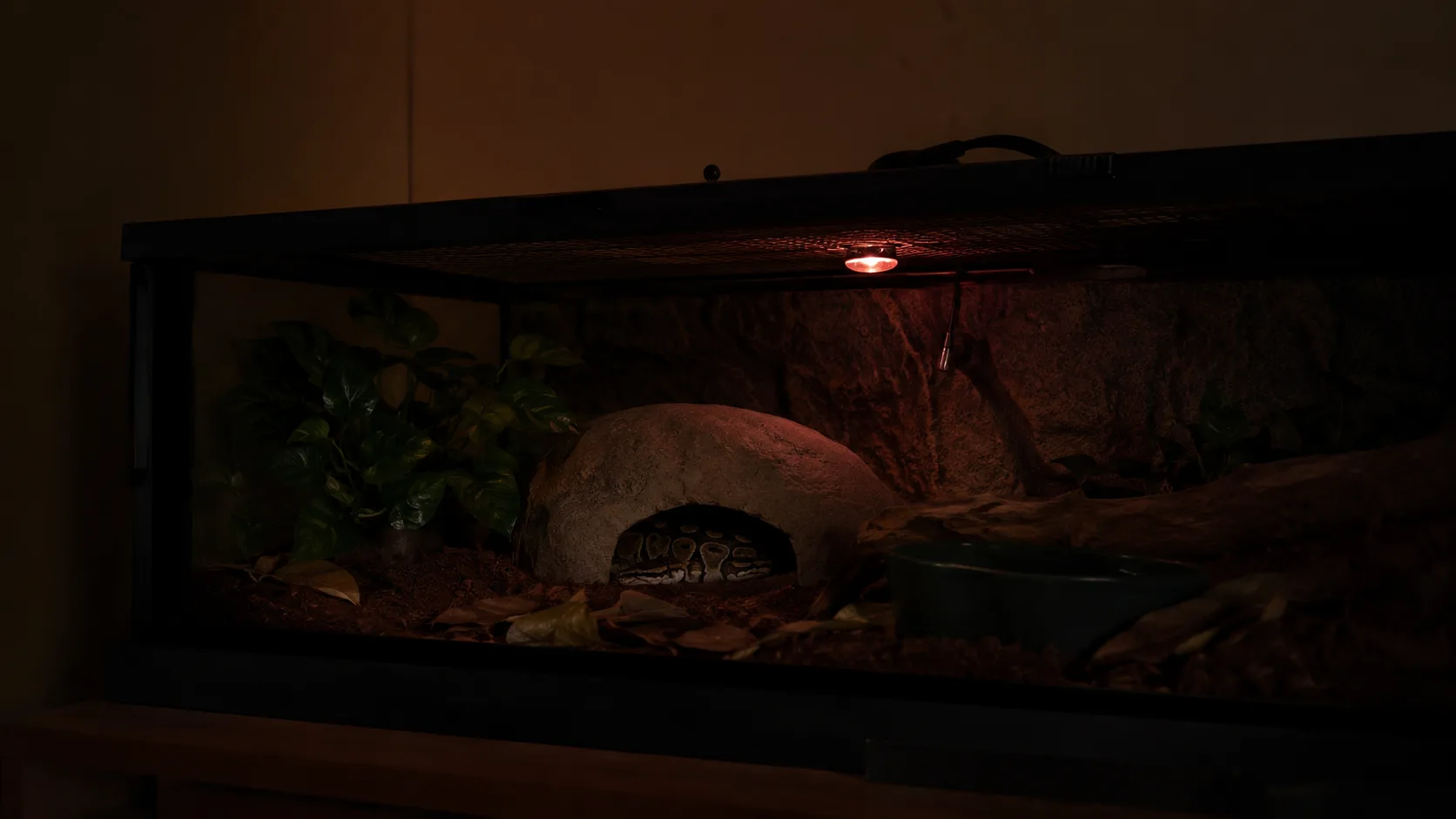A reptile enclosure photographed in the dark of night, basking lights off, with a faint warm glow from a non-visible ceramic heat emitter.