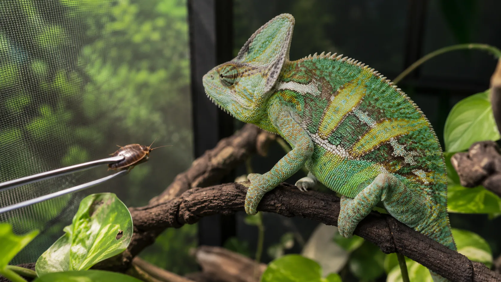 A veiled chameleon perched on a branch turning away from an offered insect on feeding tongs, illustrating food refusal.